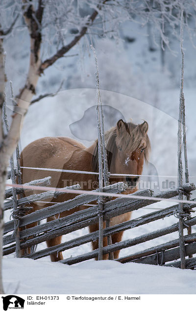 Islnder / Icelandic horse / EH-01373