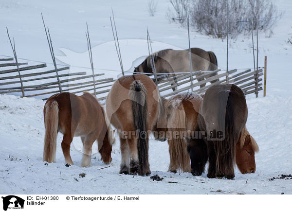 Islnder / Icelandic horses / EH-01380