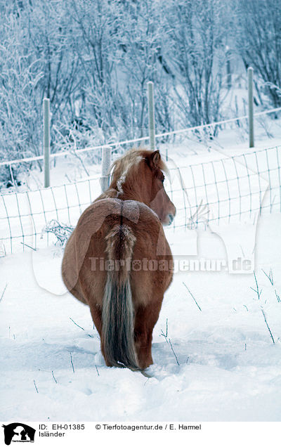 Islnder / Icelandic horse / EH-01385