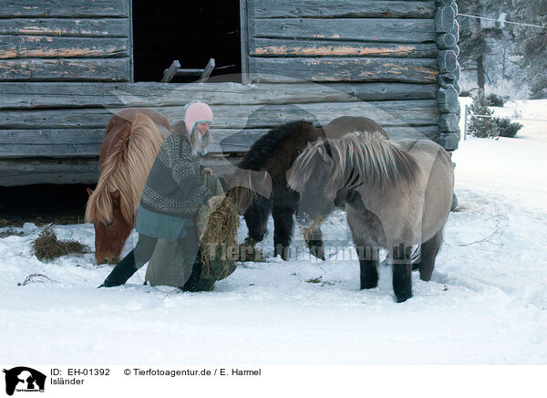 Islnder / Icelandic horses / EH-01392