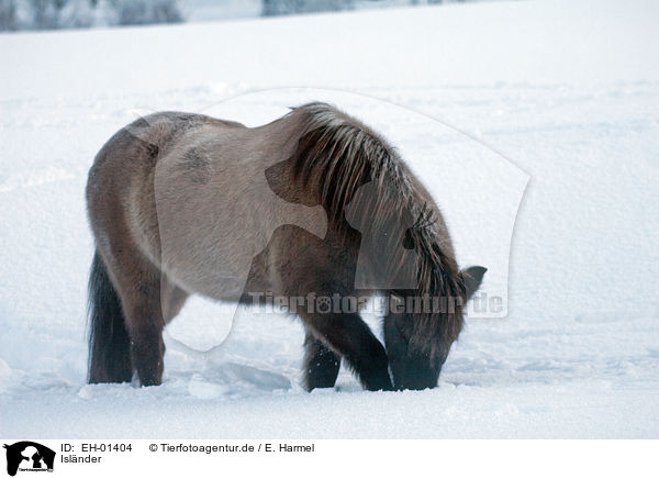 Islnder / Icelandic horse / EH-01404