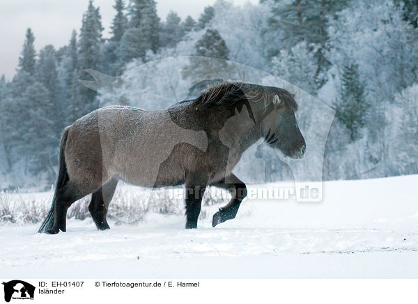 Islnder / Icelandic horse / EH-01407