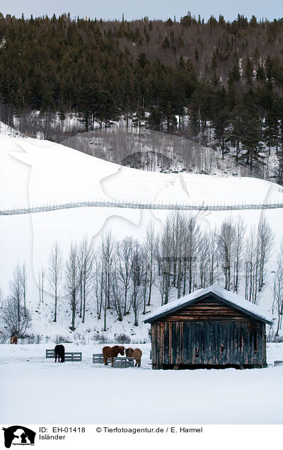 Islnder / Icelandic horses / EH-01418