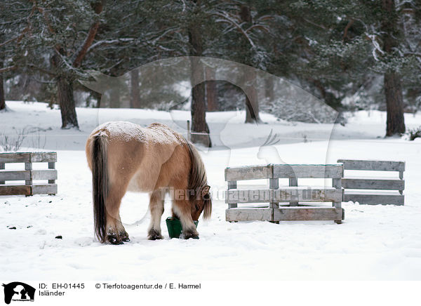 Islnder / Icelandic horse / EH-01445