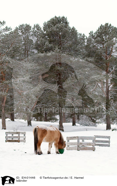 Islnder / Icelandic horse / EH-01446