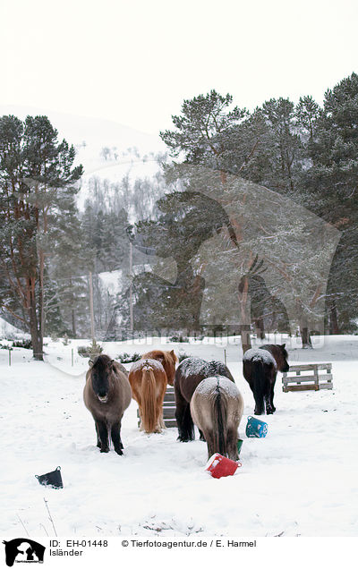 Islnder / Icelandic horses / EH-01448
