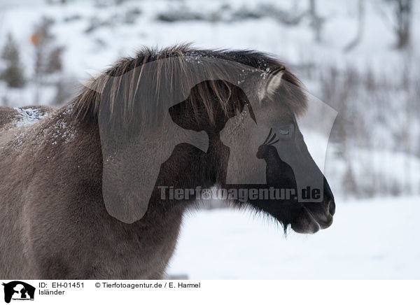 Islnder / Icelandic horse / EH-01451