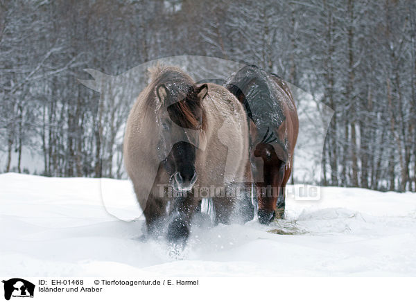 Islnder und Araber / horses / EH-01468