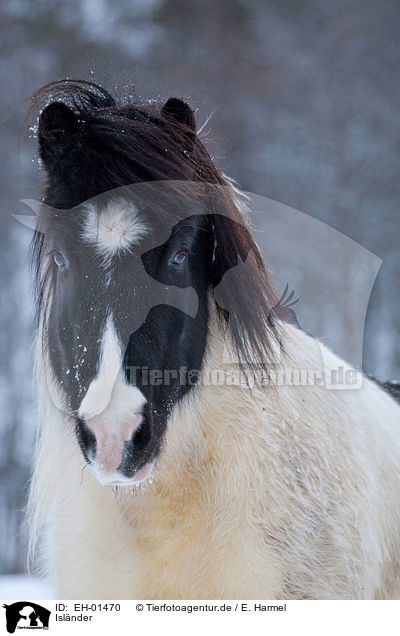 Islnder / Icelandic horse / EH-01470