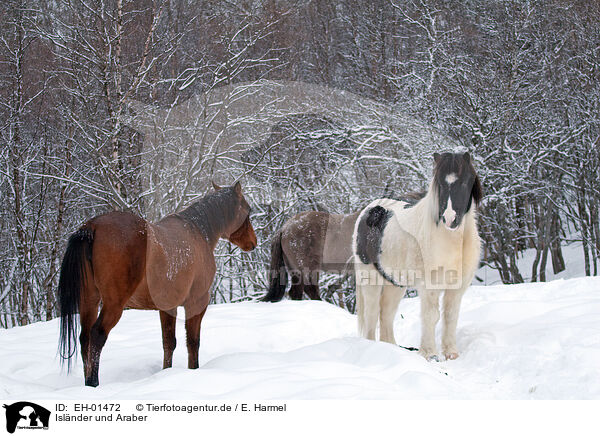 Islnder und Araber / horses / EH-01472