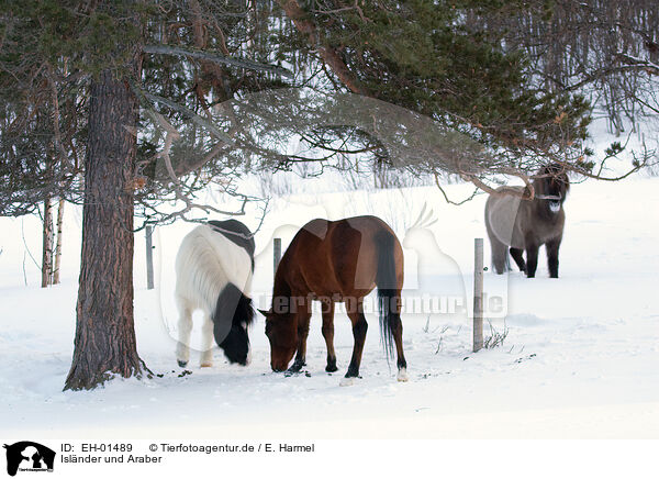 Islnder und Araber / horses / EH-01489