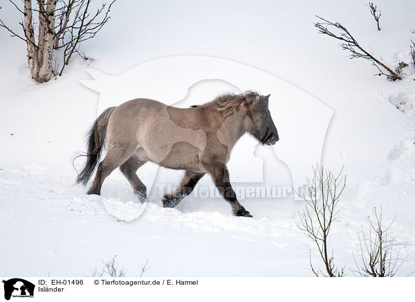 Islnder / Icelandic horse / EH-01496