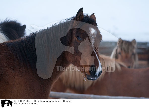 Islnder und Araber / horses / EH-01506