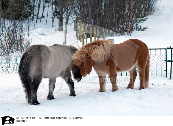 Islnder / Icelandic horse / EH-01519