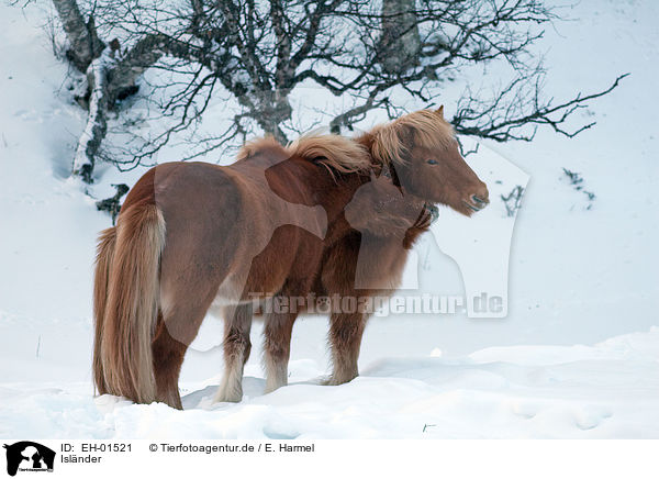 Islnder / Icelandic horses / EH-01521