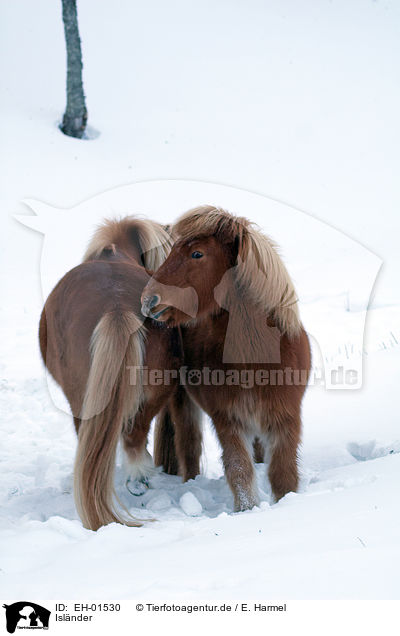 Islnder / Icelandic horses / EH-01530