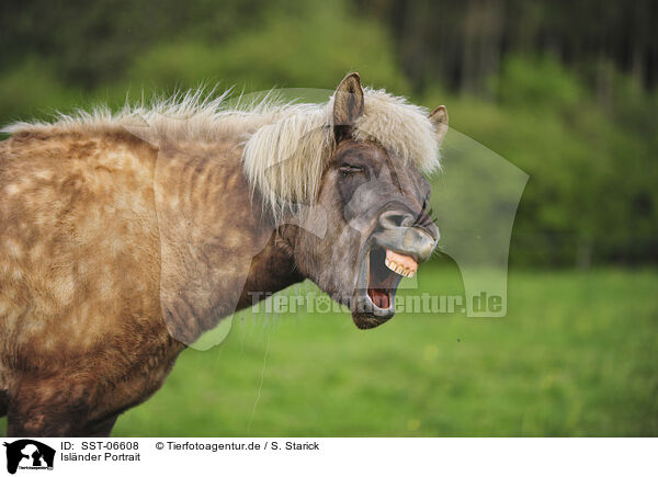 Islnder Portrait / Icelandic horse portrait / SST-06608