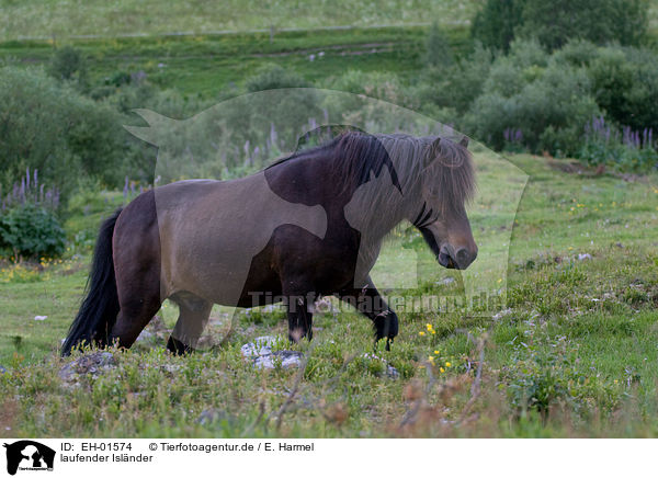 laufender Islnder / walking Icelandic horse / EH-01574