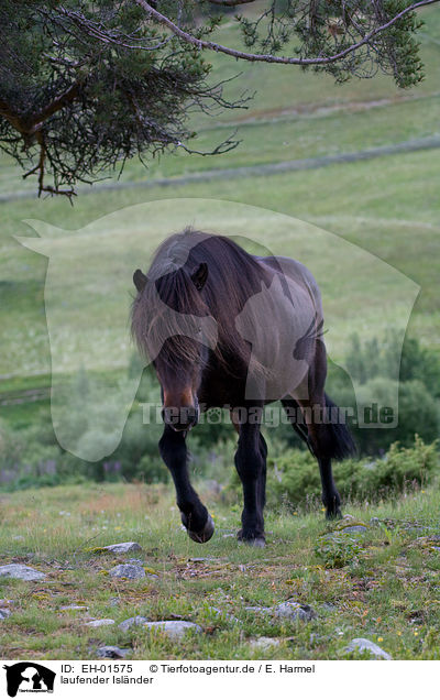 laufender Islnder / walking Icelandic horse / EH-01575