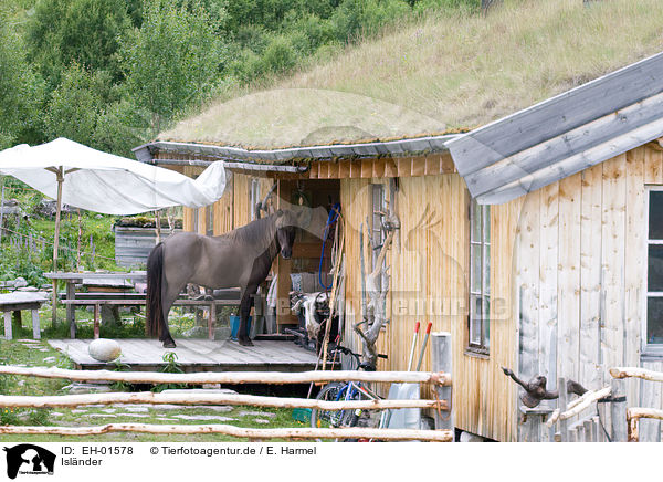 Islnder / Icelandic horse / EH-01578