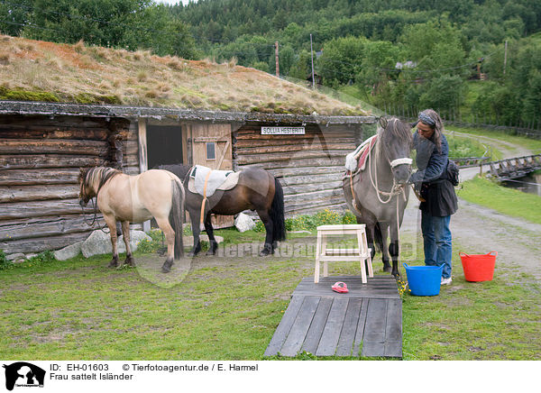 Frau sattelt Islnder / saddling a Icelandic horse / EH-01603