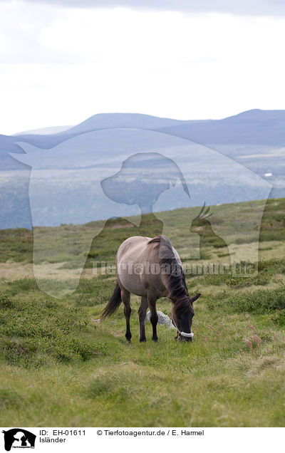 Islnder / Icelandic horse / EH-01611