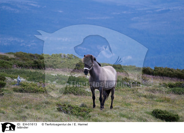 Islnder / Icelandic horse / EH-01613