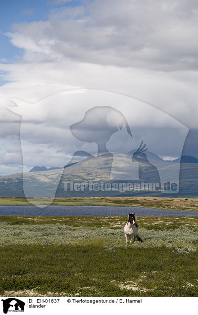Islnder / Icelandic horses / EH-01637