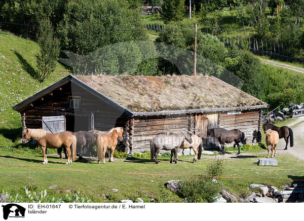 Islnder / Icelandic horses / EH-01647