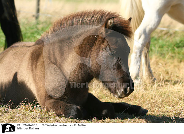 Islnder Fohlen / Icelandic horse foal / PM-04603