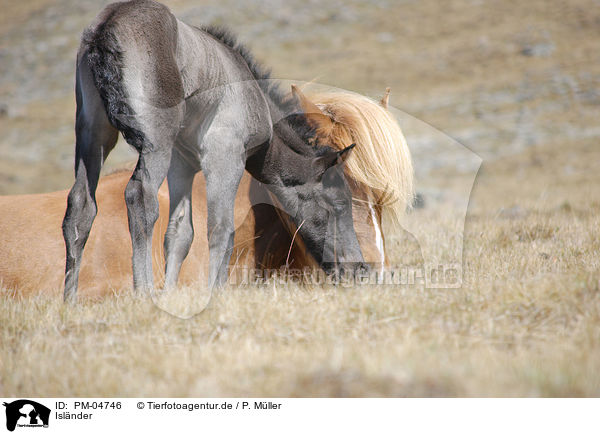 Islnder / Icelandic horses / PM-04746