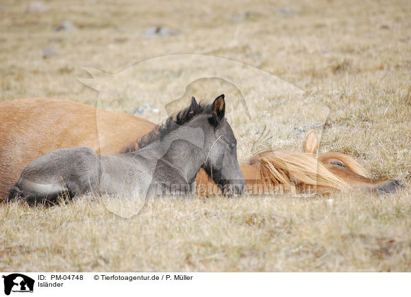 Islnder / Icelandic horses / PM-04748
