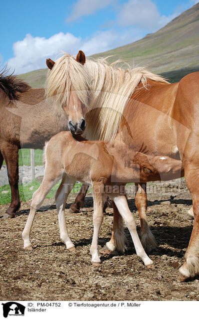 Islnder / Icelandic horses / PM-04752
