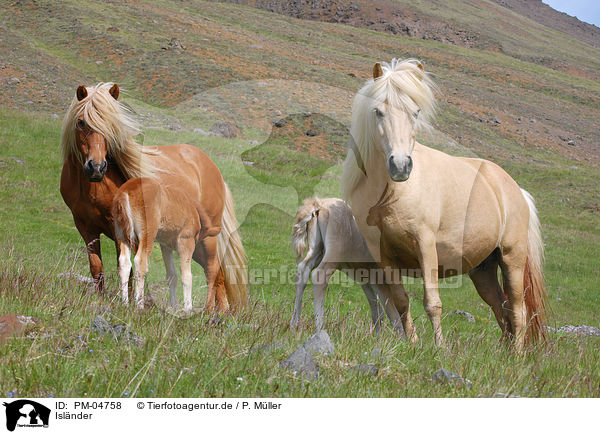 Islnder / Icelandic horses / PM-04758