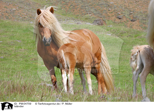 Islnder / Icelandic horses / PM-04759