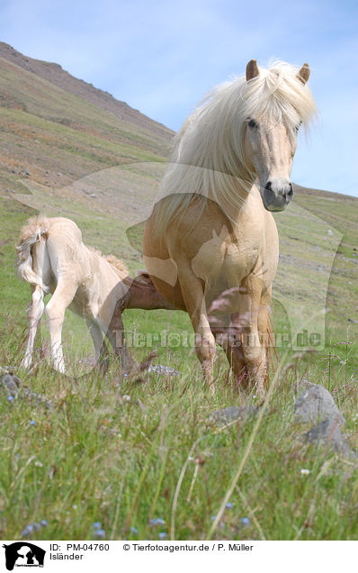 Islnder / Icelandic horses / PM-04760
