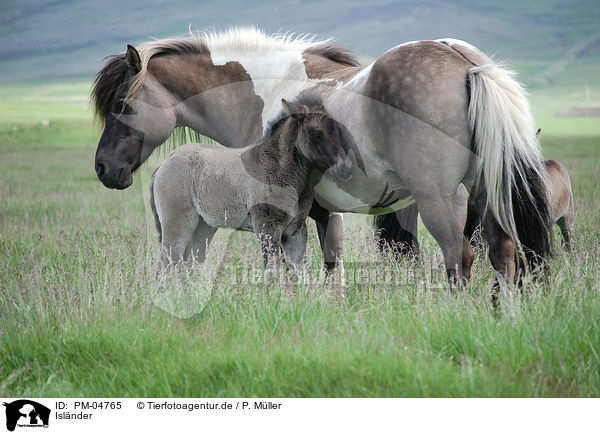 Islnder / Icelandic horses / PM-04765