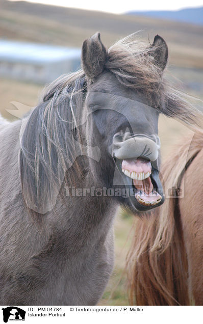 Islnder Portrait / Icelandic horse portrait / PM-04784