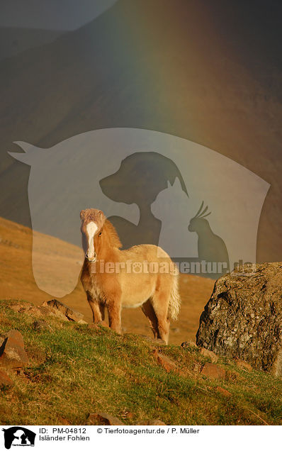 Islnder Fohlen / Icelandic horse foal / PM-04812
