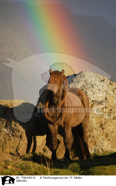 Islnder / Icelandic horse / PM-04814