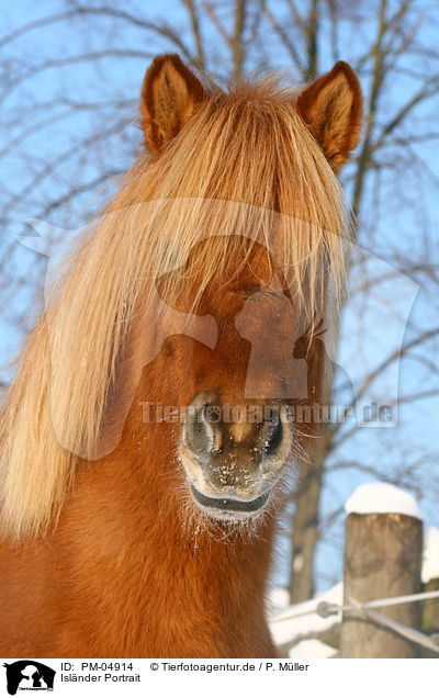 Islnder Portrait / Icelandic horse portrait / PM-04914