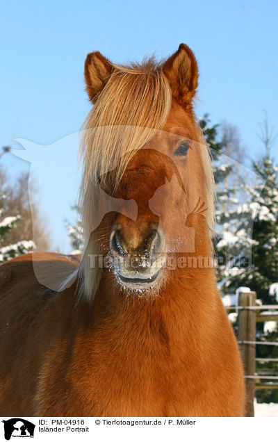 Islnder Portrait / Icelandic horse portrait / PM-04916
