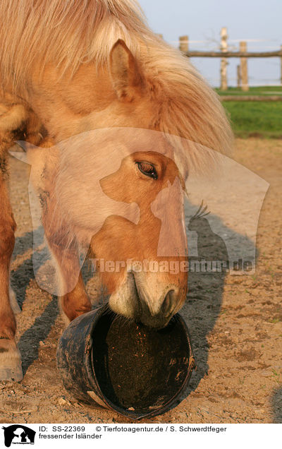 fressender Islnder / eating Icelandic horse / SS-22369