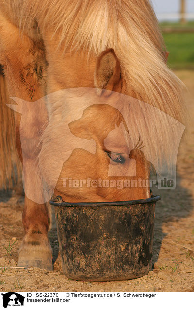 fressender Islnder / eating Icelandic horse / SS-22370