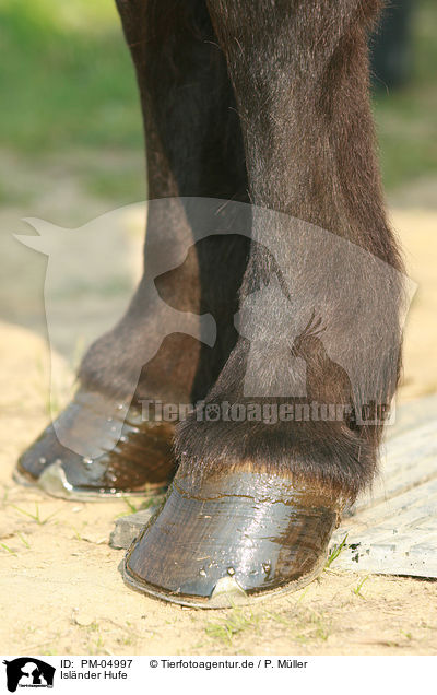 Islnder Hufe / Icelandic horse hoofs / PM-04997