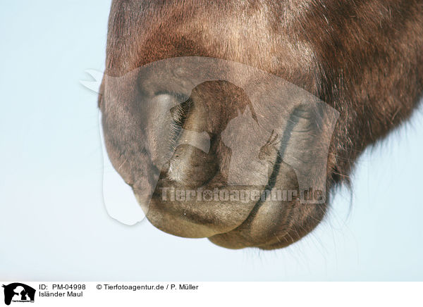 Islnder Maul / Icelandic horse mouth / PM-04998