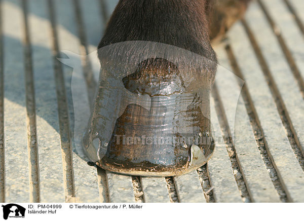 Islnder Huf / Icelandic horse hoof / PM-04999
