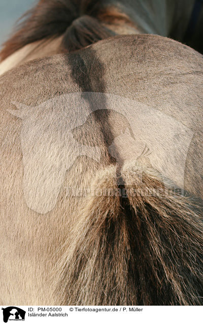 Islnder Aalstrich / Icelandic horse / PM-05000