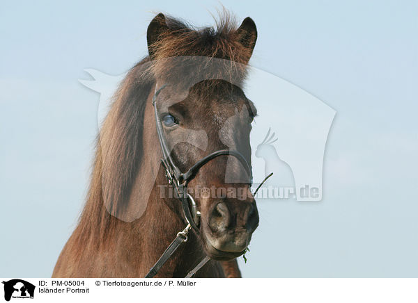 Islnder Portrait / Icelandic horse portrait / PM-05004