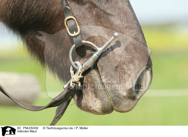 Islnder Maul / Icelandic horse mouth / PM-05008